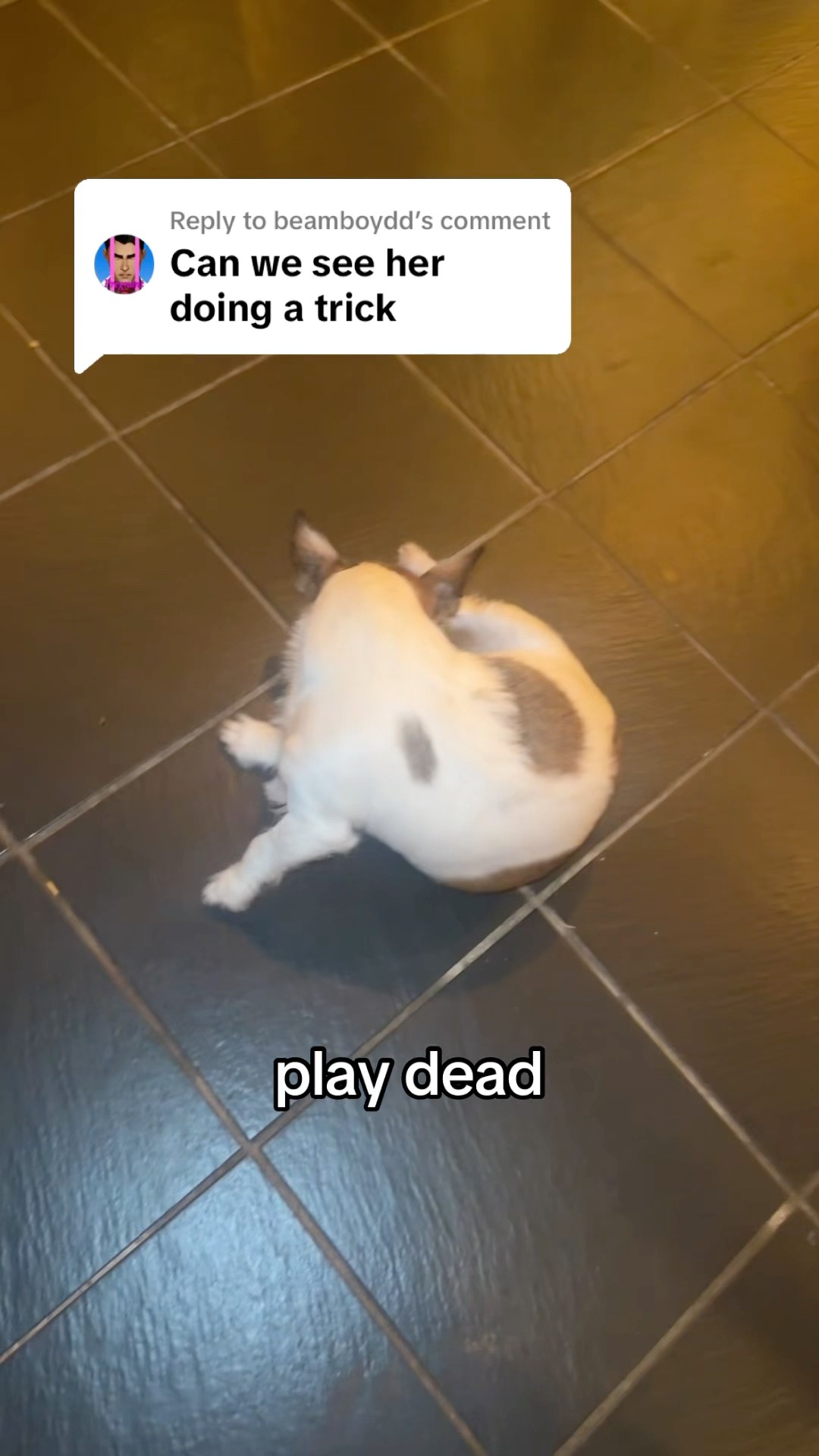 My dog did a trick - YouTube