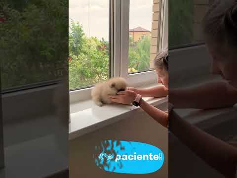 Video: Cómo entrenar a un cachorro para tomar un baño