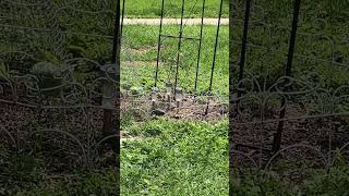 Sunday morning catbird snacking #shortsvideo #nature #birds #catbird 6/1/25
