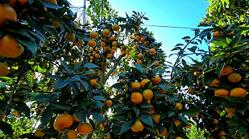 CHIA SẺ VƯỜN CAM ĐƯỜNG VÀ KINH NGHIỆM  KHOẢNG 30 TẤN TẠI THÔN BÓM XÃ LỤC NGẠN 