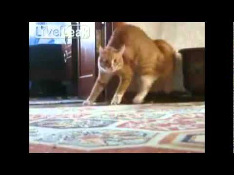 Кот ушёл / Cat gone (Thriller Cat - full collection)