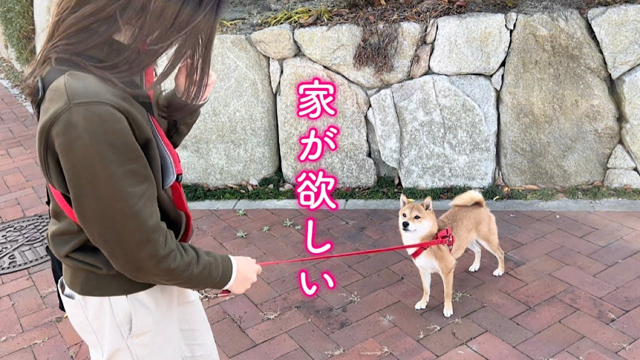 一軒家が欲しいと駄々をこねる柴犬が可愛い。