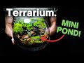 I Made an Ecosystem With a Mini Pond Inside, Here’s How!