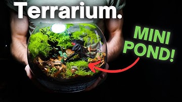 I Made an Ecosystem With a Mini Pond Inside, Here’s How!