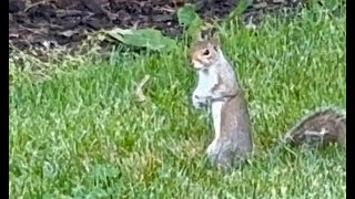 Squirrel foraging behavior #squirrel #foraging #animals