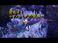 【生体追加】クマノミ混泳チャレンジ‼　＋　ミズタマハゼ