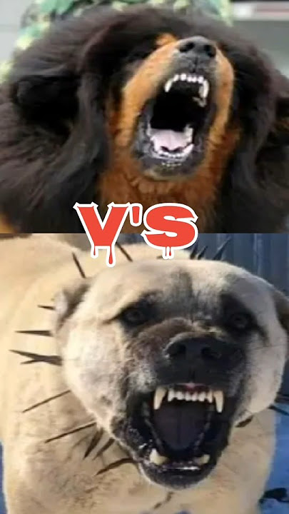 #Tibetan #mastiff #vs #kangal #dog #vs #alabai #vs #rottweiler #please #subscribe 🥺