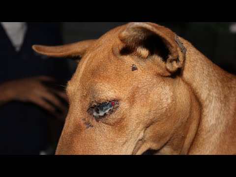 Street Dog with eye hemorrhage and Head trauma recovered at the shelter