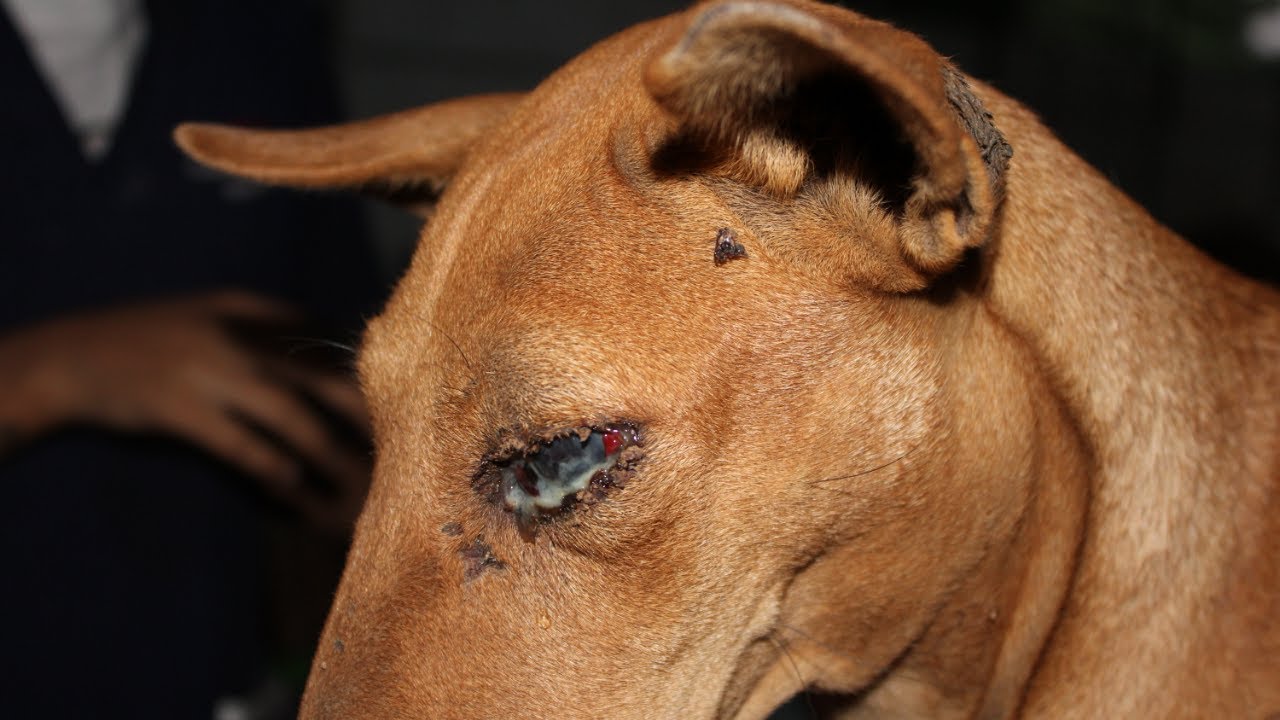 Street Dog with eye hemorrhage and Head trauma recovered at the shelter ...