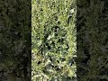 بیج بند کا پودا لطیف انقلابی دواخانہ 
