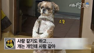 엄마를 보기 위해 두 발로 서 있던 게 습관이 된 강아지 까비 | KBS 생생정보통 110411 방송