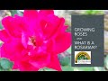 How to grow beautiful roses interview with kc rose society rosarian john riley