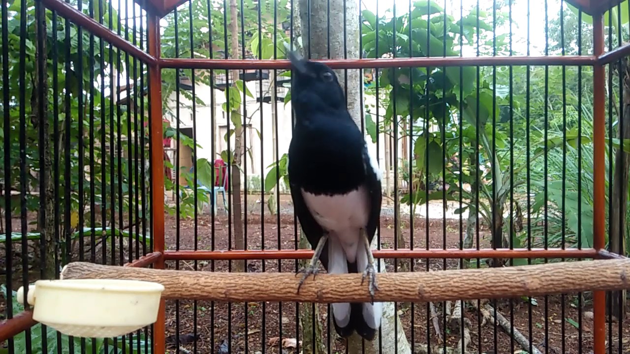 KACER gacor drop bisu kurang emosi..? Coba pakai kicau  