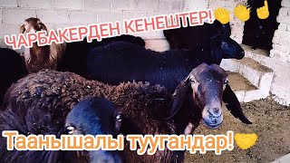 Кой багуудагы тажрыйба. Таанышалы туугандар ))