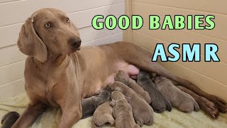 Watch These Quiet Baby Puppies To Relax Before Bed!