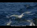 SOUTHERN GIANT PETREL white phase mp3