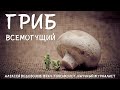 Гриб всемогущий - лекция в СПб