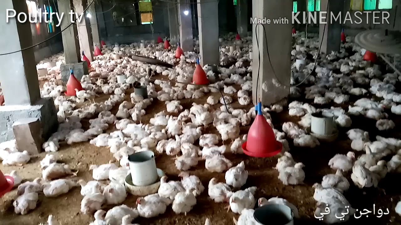 التهوية في عنابر الدواجن المغلقة / طرق التخلص من الامونيا والروئح الكريهة /العنبر غرق ميه من الشتاء
