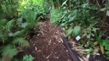 Hortus botanicus Amsterdam regenwoud