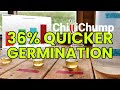 Quicker germination cheap and easy chilli pepper seed experiment