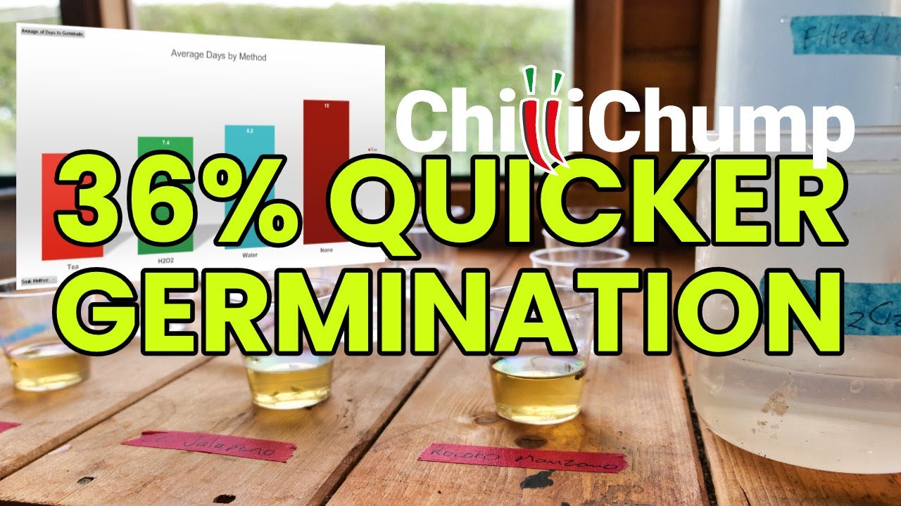 Quicker Germination, Cheap and Easy! Chilli Pepper Seed Experiment