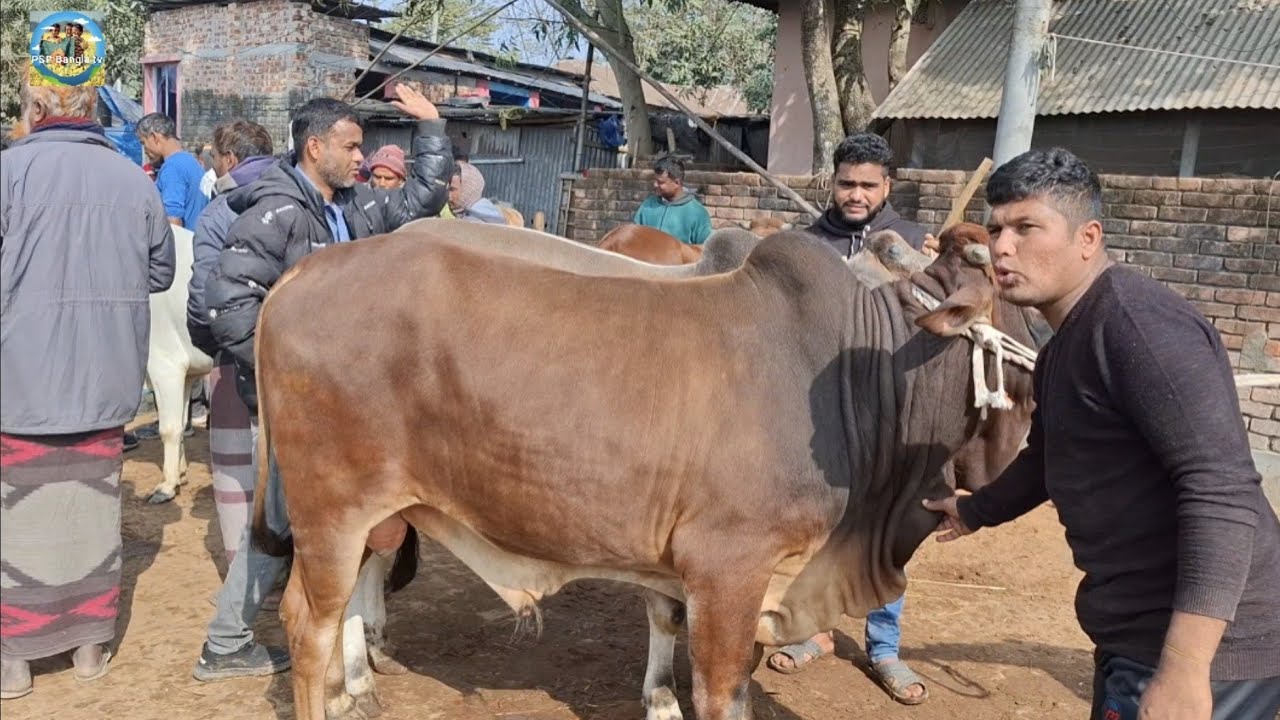 @ ১৫/১/২০২৬|| নরসিংদীর খামারীর মাঝারী সাইজের খামার উপযোগী ষাঁড় গরু কেনা কাহারোল হাটে||