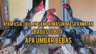 AYAM BANGKOK BAGUSAN DI UMBAR LEPAS APA DI FUL BOX ?? ( USIA 3 BULAN - MASUK MASA RAWATAN )