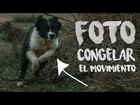 Video: ¿Quién lleva la boina lila? Sombreritos para mods peludos