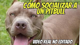 ¿Cómo Socializar a un Perro Pitbull Adulto? Gran Danés, Pitbull, Boxer, Border Collie.