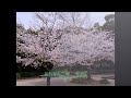 【新曲】「花の春」/天童よしみ cover 文夫(聖風)2024年2月21日発売