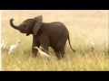 Baby elephant doing the helicopter
