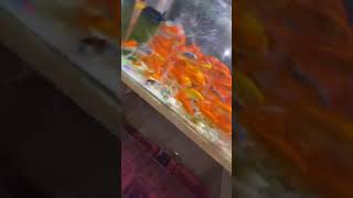 اسماك الزينه الجميلة religion fish goldfishtank اشتراك_بالقناة لايك_اشتراك