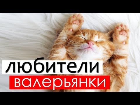 Почему кошки любят валерьянку?