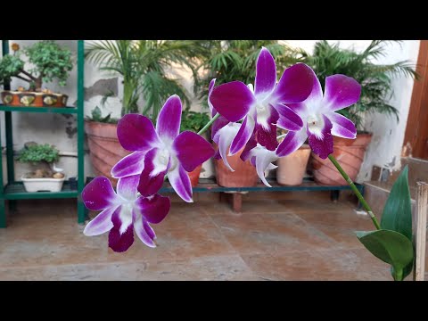 How to Care for Orchid Plant || Orchid Flower || Fun Gardening || 31 Oct,