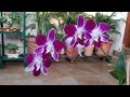 How to Care for Orchid Plant || Orchid Flower || Fun Gardening || 31 Oct, 2017