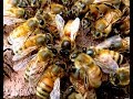 Watch How Bees Accept And Reject Queens, Don't Miss This