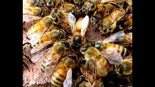 Watch How Bees Accept And Reject Queens, Don't Miss This