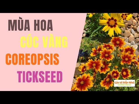 Video: Chăm sóc cây Coreopsis vào mùa đông - Mẹo khi trồng cây Coreopsis vào mùa đông
