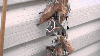 Cecropia Moths Drying Off After Coming Out of Cocoons