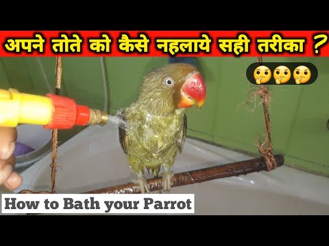 वीडियो: तोते कैसे लाएं
