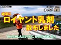 雑草全滅! ロイヤント乳剤・散布しました 田んぼ・2023 20230604