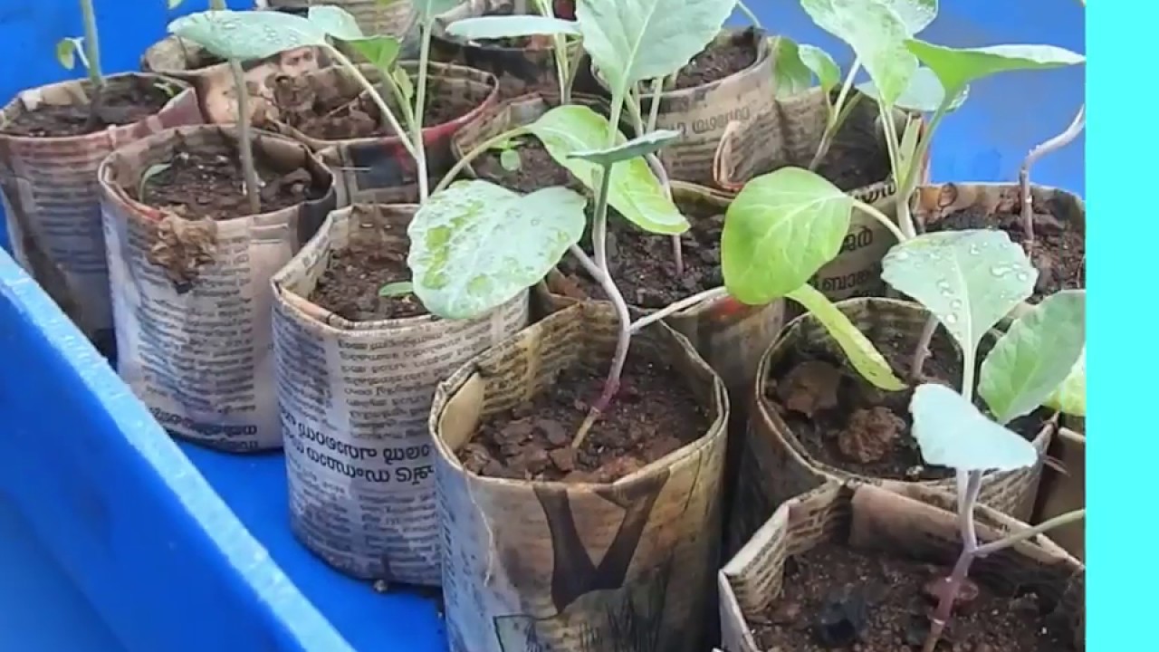how to make paper grow bagsപേപ്പർ ഗ്രോ ബാഗുകൾ എങ്ങനെ നിർമ്മിക്കാം