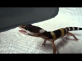 Gecko scream