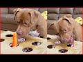 Hot Dog Whack A Mole With Pitbull