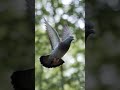 🇺🇸 “Just a pigeon… until the sunset turned it into art.” 🕊️🔥
