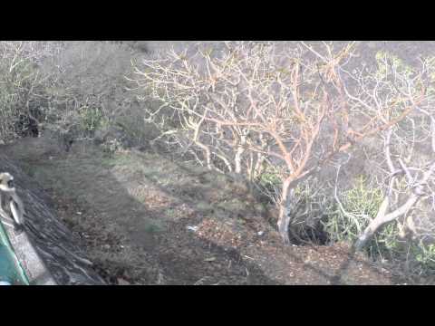 Gautala Wildlife Sanctuary video