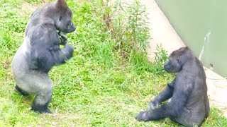 Gorilla father and son play that drives people crazy｜Shabani Group