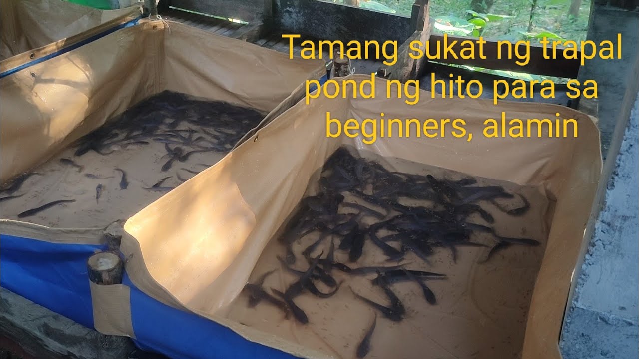 Farm Vlog #9 pag aalaga ng hito #viralvideo #farming #hito #aquaculture 
