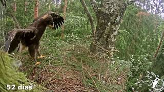 Clanga pomarina 🦅 La historia de Martha en busca de su horizonte by Guti blala 2,317 views 2 weeks ago 16 minutes