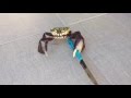 Gangster crab! || Viral Video UK